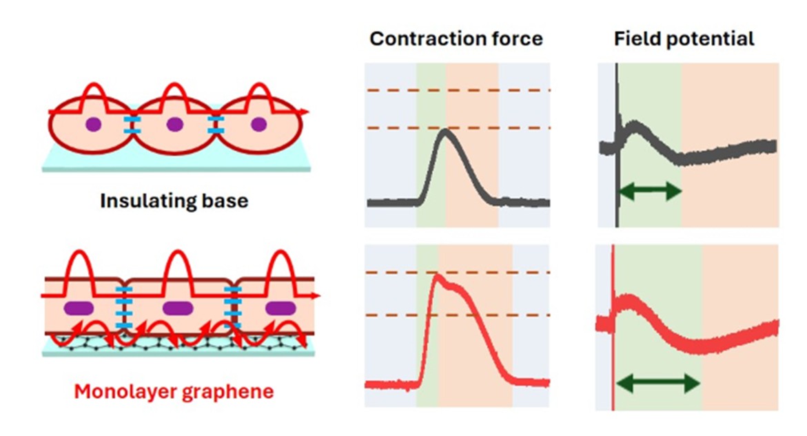 Graphene microenvironment figure